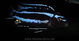 Pseudotropheus johannii 'Gome'